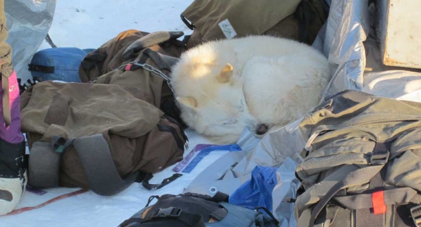 A white sled dog lies curled up against gear